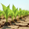 Drought Tolerance